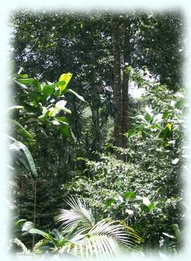 Blick in den Regenwald