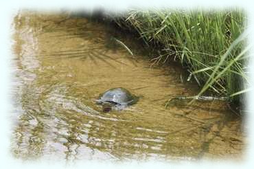 Wasserschildkrüte
